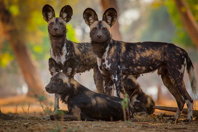 David Attenborough: Zvířecí dynastie - Psi hyenoví - Z filmu