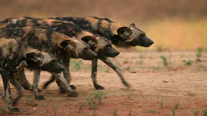 Universum: Dynasties - Der Clan der Tiere - Afrikanische Wildhunde - Filmfotos