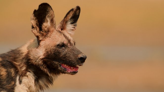 Erlebnis Erde: Wilde Dynastien - Feldzug der Wildhunde - Filmfotos