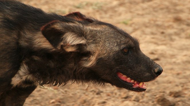 Erlebnis Erde: Wilde Dynastien - Feldzug der Wildhunde - Filmfotos