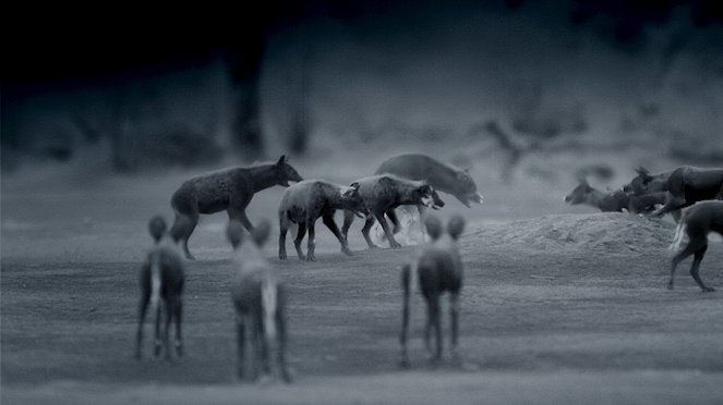 Eläinmaailman dynastiat - Painted Wolf - Kuvat elokuvasta