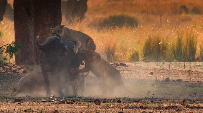 Dinasztiák - Az afrikai vadkutya - Filmfotók