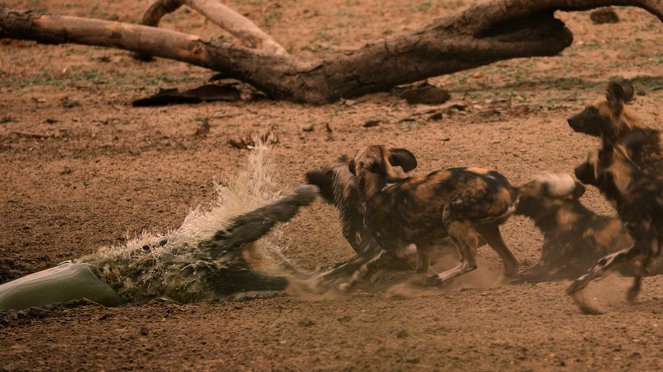 Dinasztiák - Az afrikai vadkutya - Filmfotók