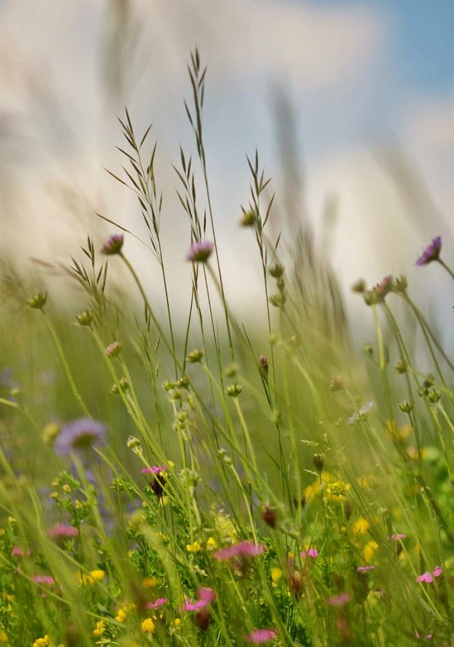 The Meadow - Paradise Lost? - Photos