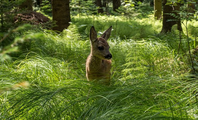 The Meadow - Paradise Lost? - Photos