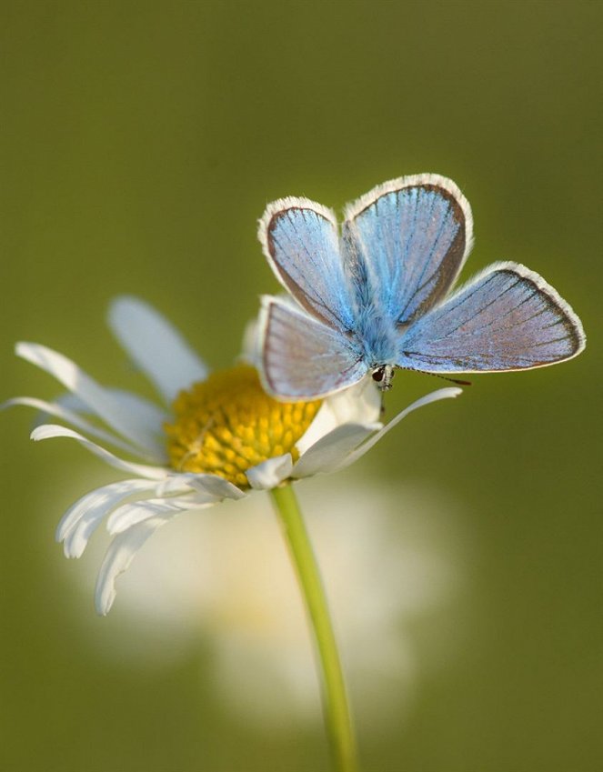 The Meadow - Paradise Lost? - Photos