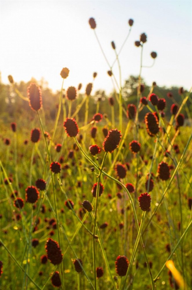 The Meadow - Paradise Lost? - Photos