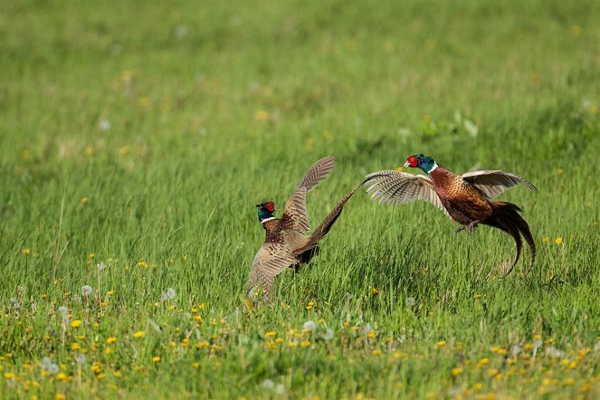 Halali - Weidwerk, Jäger, Wild - Photos