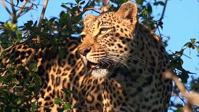 Leopard Kingdom - Do filme