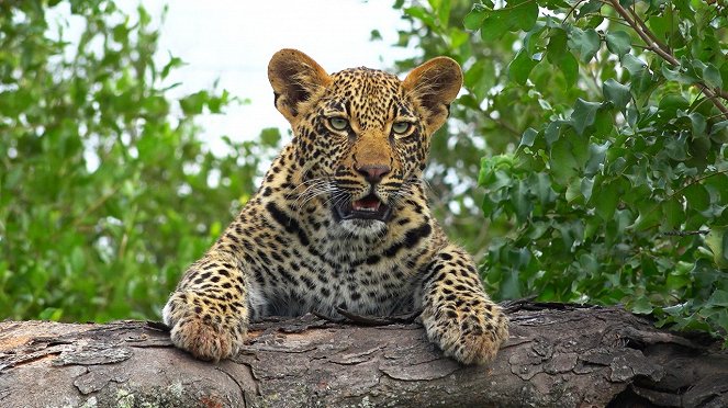 Leopard Kingdom - Do filme