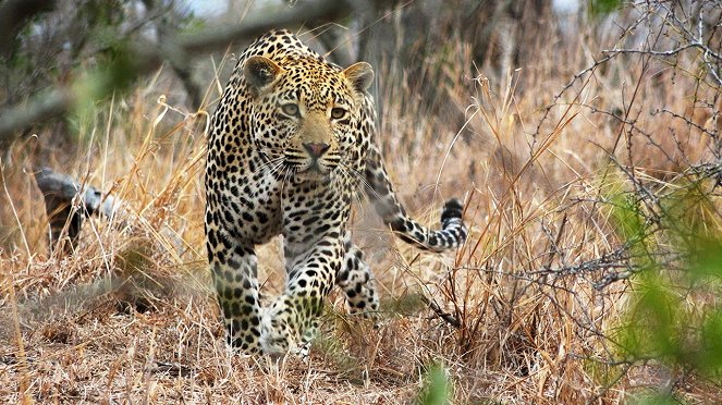 Leopard Kingdom - Photos