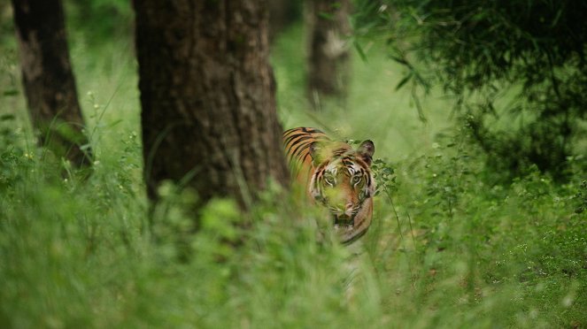 Dynasties - Season 1 - Tiger - Photos