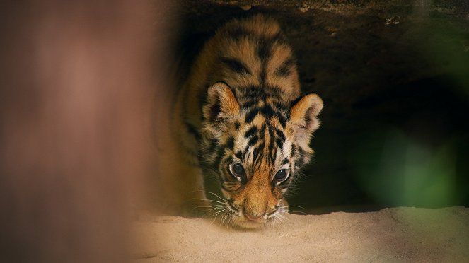 David Attenborough: Zvířecí dynastie - Tygr - Z filmu