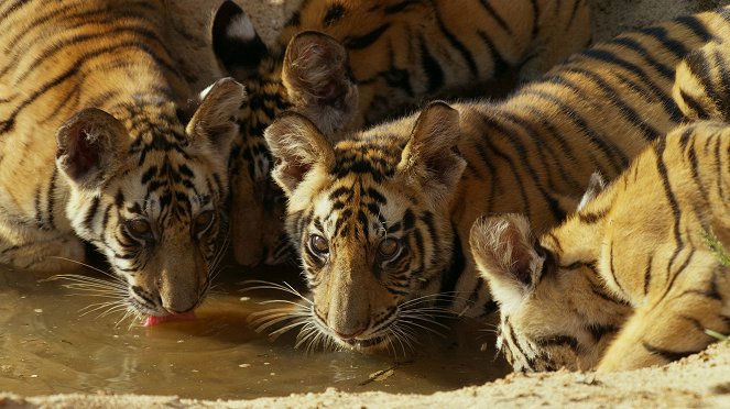 David Attenborough: Zvířecí dynastie - Série 1 - Tygr - Z filmu
