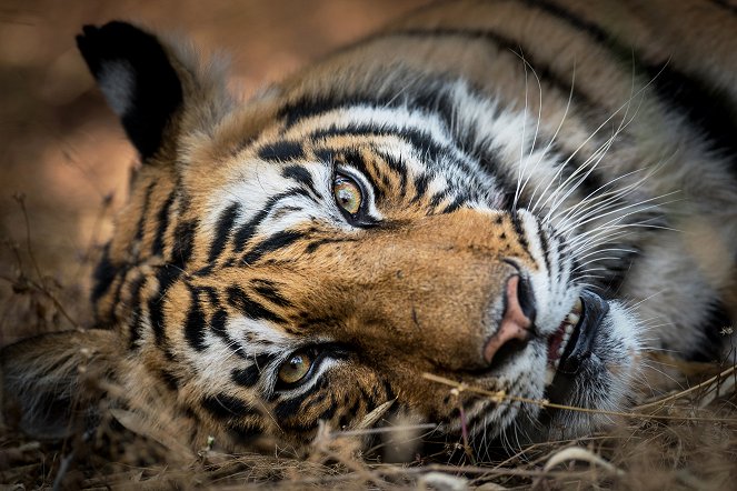 Eläinmaailman dynastiat - Tiger - Kuvat elokuvasta