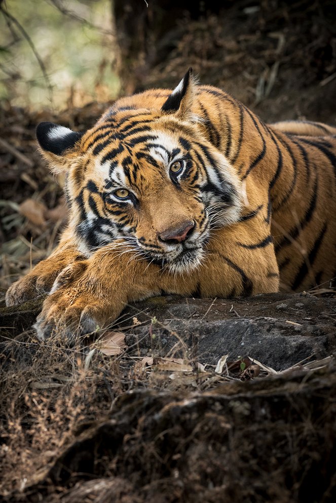 David Attenborough: Zvířecí dynastie - Série 1 - Tygr - Z filmu