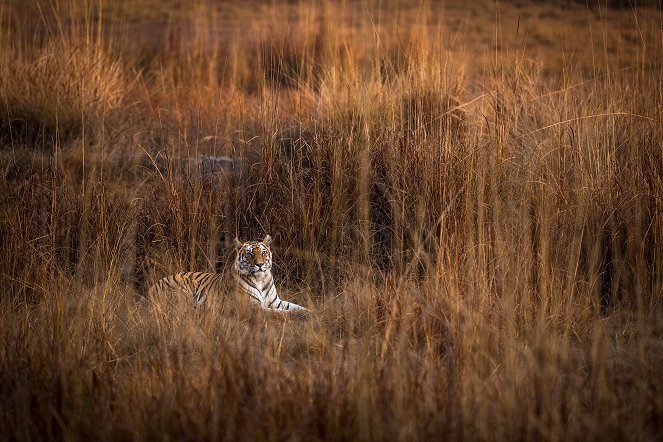 Dynasties - Tiger - Film