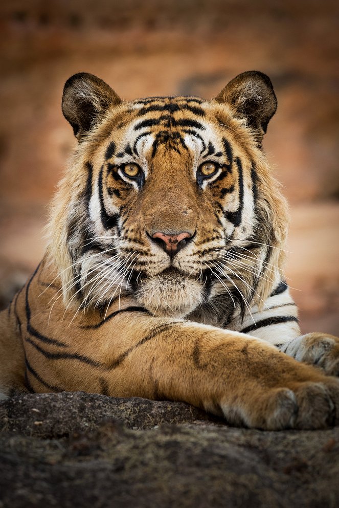 Eläinmaailman dynastiat - Tiger - Kuvat elokuvasta