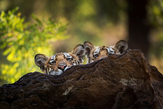 Dynasties - Tiger - Photos