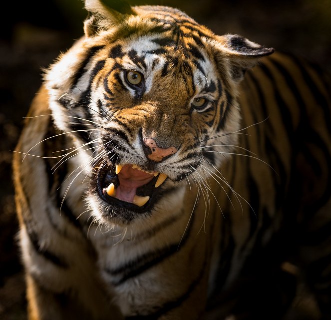 Dinasztiák - A tigris - Filmfotók