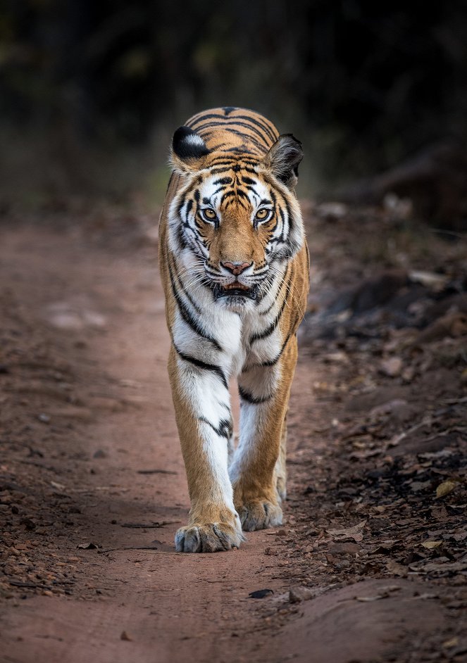 Erlebnis Erde: Wilde Dynastien - Duell der Tiger - Filmfotos