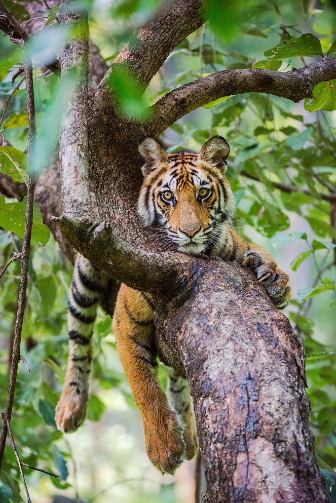 Eläinmaailman dynastiat - Tiger - Kuvat elokuvasta