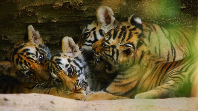 Universum: Dynasties - Der Clan der Tiere - Tiger - Filmfotos
