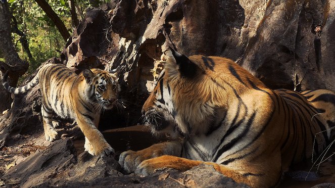 Dynasties - Tiger - Z filmu