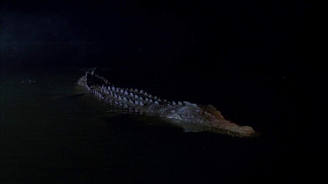 A krokodilvadász - Filmfotók