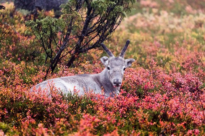 Ailo - pienen poron suuri seikkailu - Kuvat elokuvasta