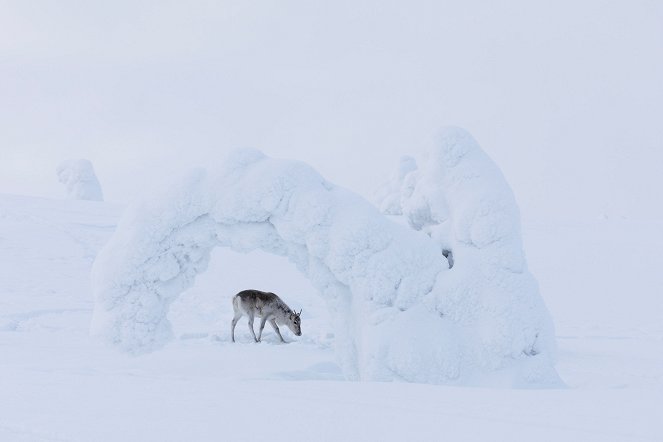 Aïlo : Une odyssée en Laponie - De la película