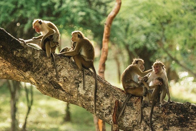 Majmok szigete - Filmfotók