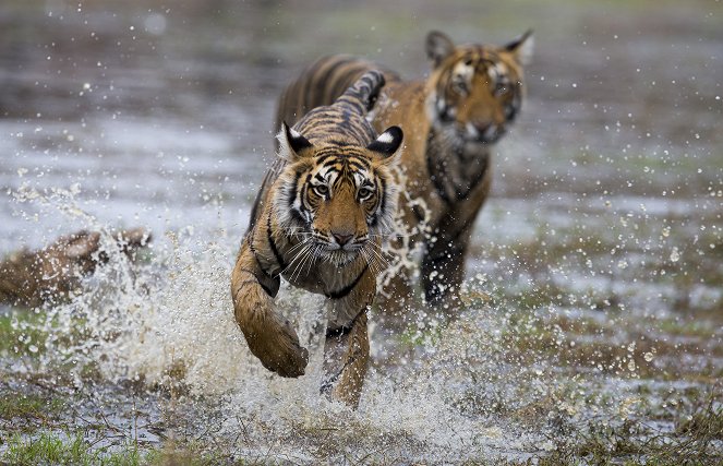 Clash of Tigers - Filmfotók
