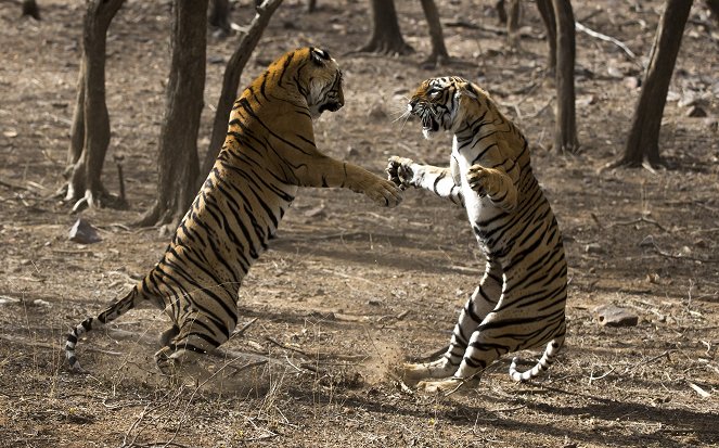 Clash of Tigers - De la película