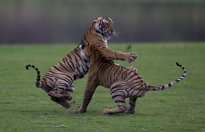 Střet tygrů - Z filmu