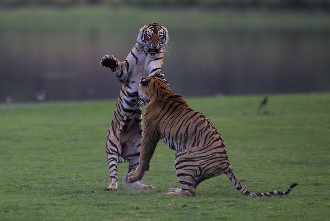 Clash of Tigers - Film