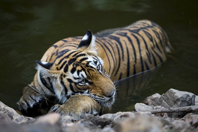 Kampf der Tiger - Filmfotos