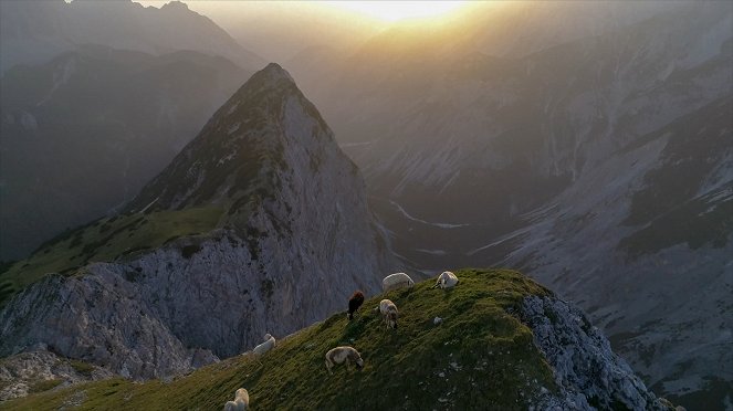 Universum: Naturparadies Seefeld - Im Reich des Wanderfalken - Kuvat elokuvasta