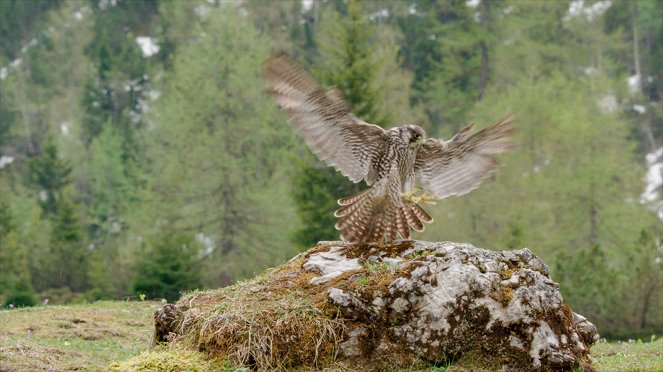 Universum: Naturparadies Seefeld - Im Reich des Wanderfalken - Van film