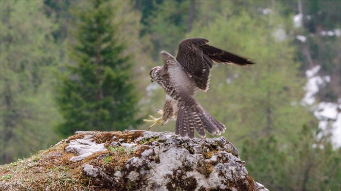 Universum: Naturparadies Seefeld - Im Reich des Wanderfalken - Van film