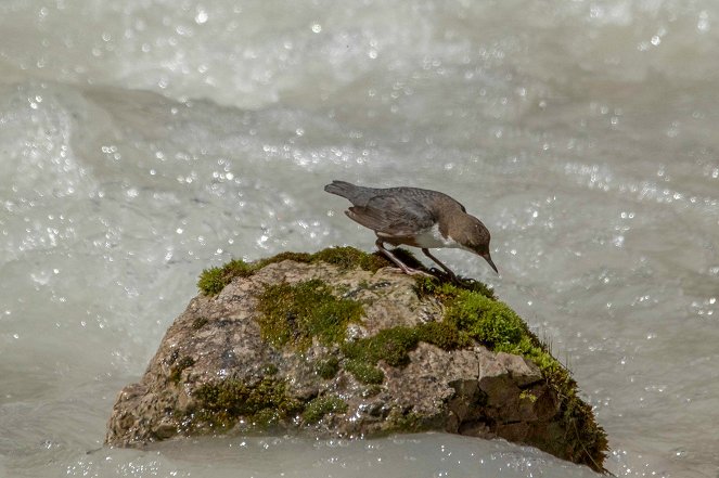 Universum: Naturparadies Seefeld - Im Reich des Wanderfalken - Van film