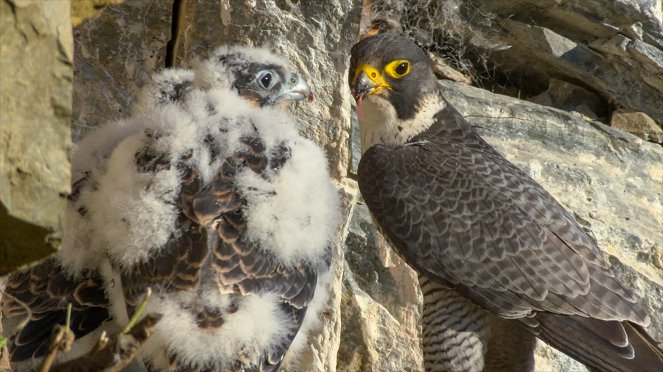 Universum: Naturparadies Seefeld - Im Reich des Wanderfalken - Kuvat elokuvasta