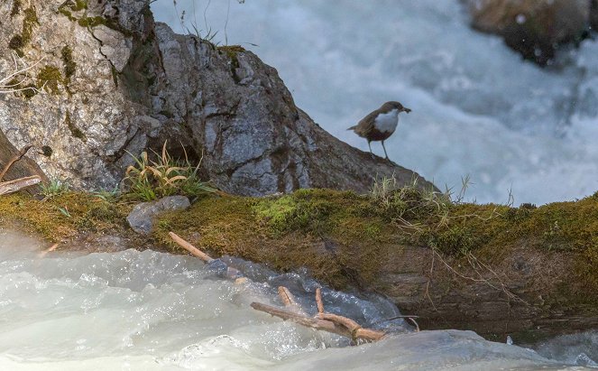 Universum: Naturparadies Seefeld - Im Reich des Wanderfalken - Kuvat elokuvasta