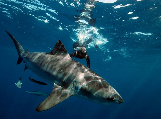 Geheimnisvolle Tigerhaie - Spurensuche im Ozean - Filmfotos