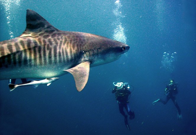 Geheimnisvolle Tigerhaie - Spurensuche im Ozean - Filmfotos