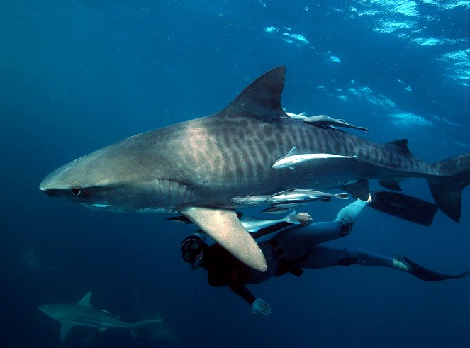 Geheimnisvolle Tigerhaie - Spurensuche im Ozean - Film