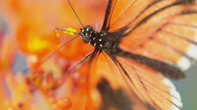 Nature: Sex, Lies and Butterflies - Photos