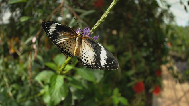 Nature: Sex, Lies and Butterflies - Photos