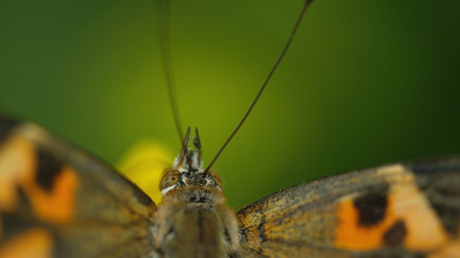 Kekseliäät perhoset - Kuvat elokuvasta