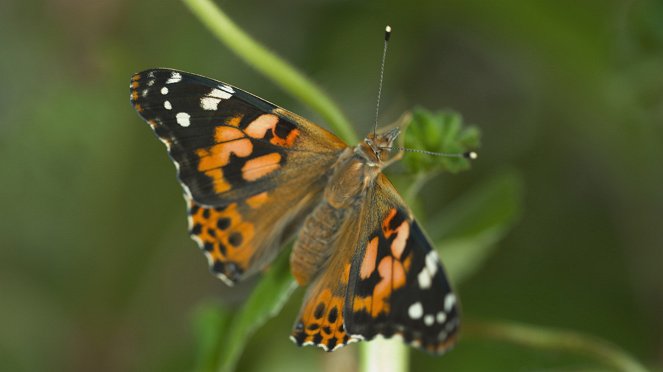 Kekseliäät perhoset - Kuvat elokuvasta